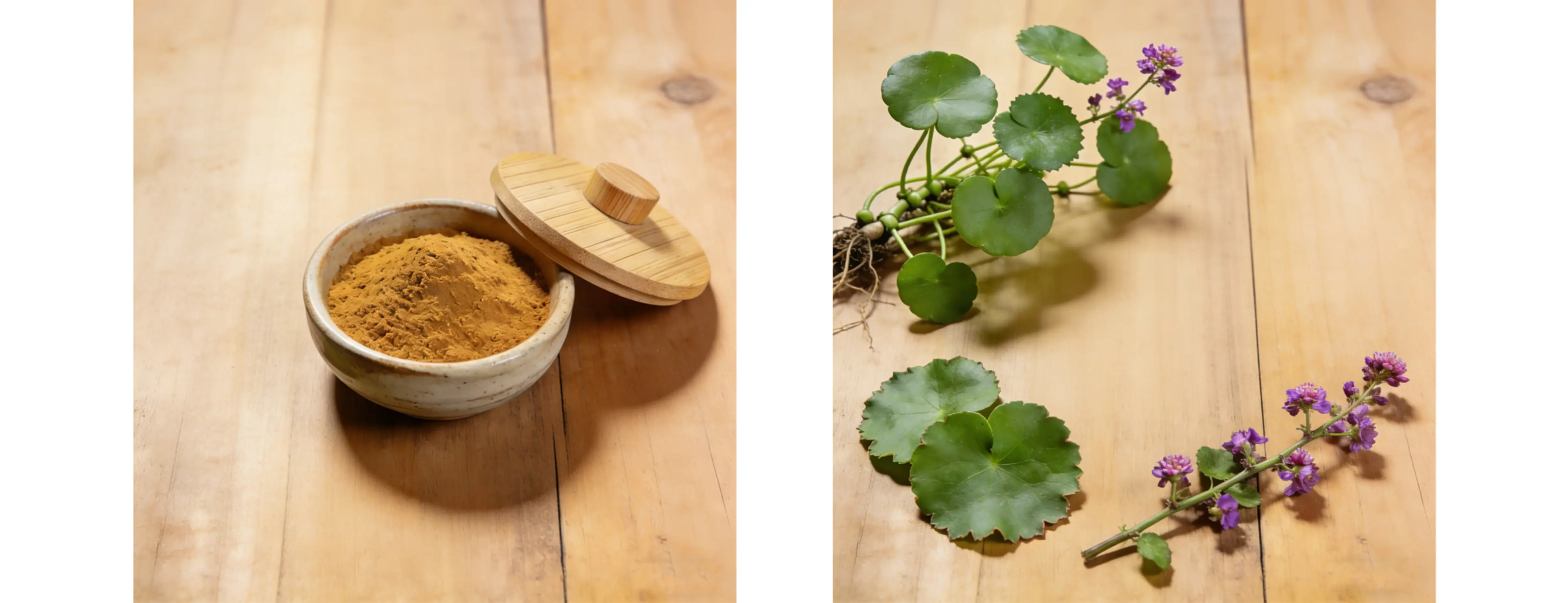 Gotu Kola Extract Gotu Kola Extract