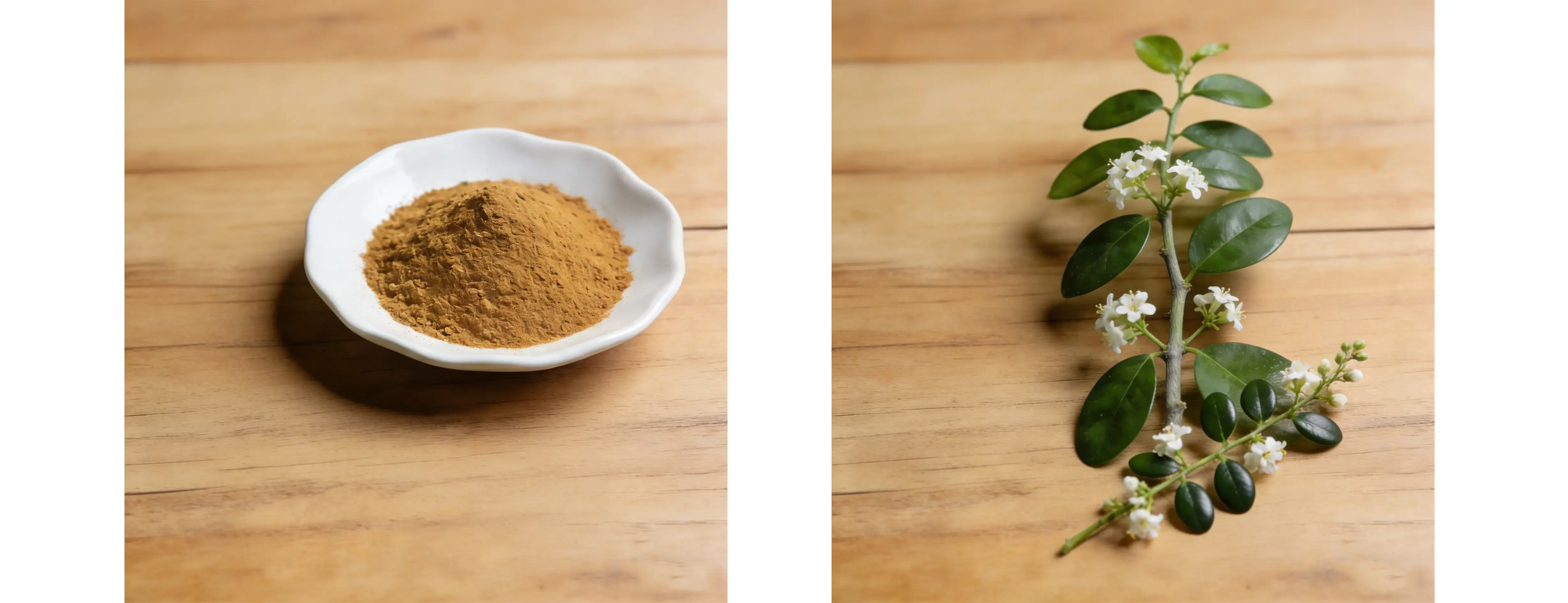 Gymnema Sylvestre Extract