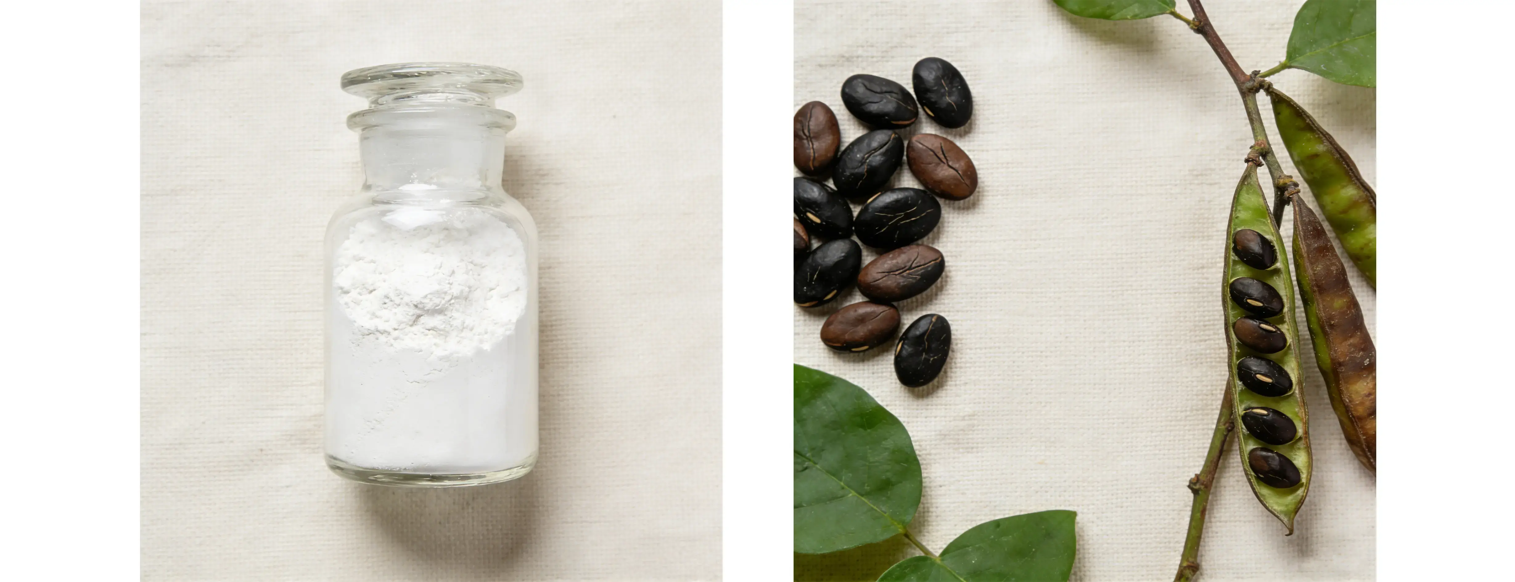 Griffonia Simplicifolia Extract Griffonia Simplicifolia Extract