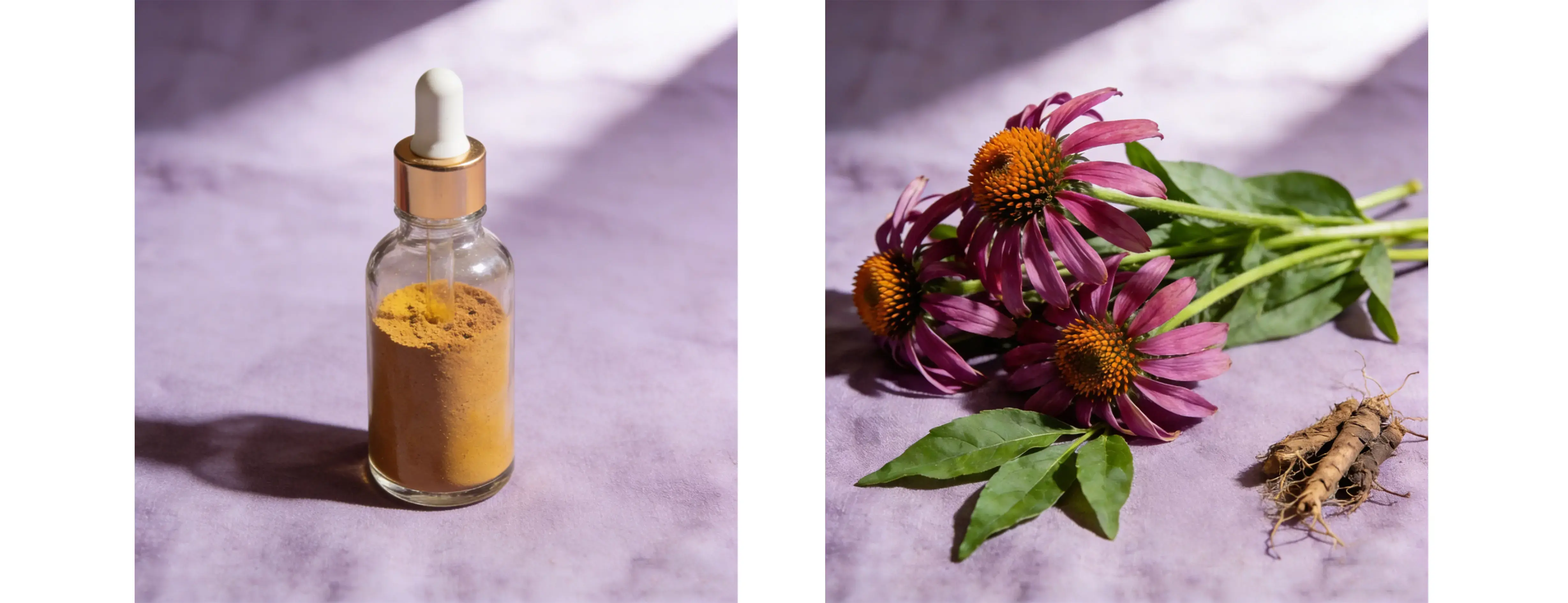 Echinacea Purpurea Extract 