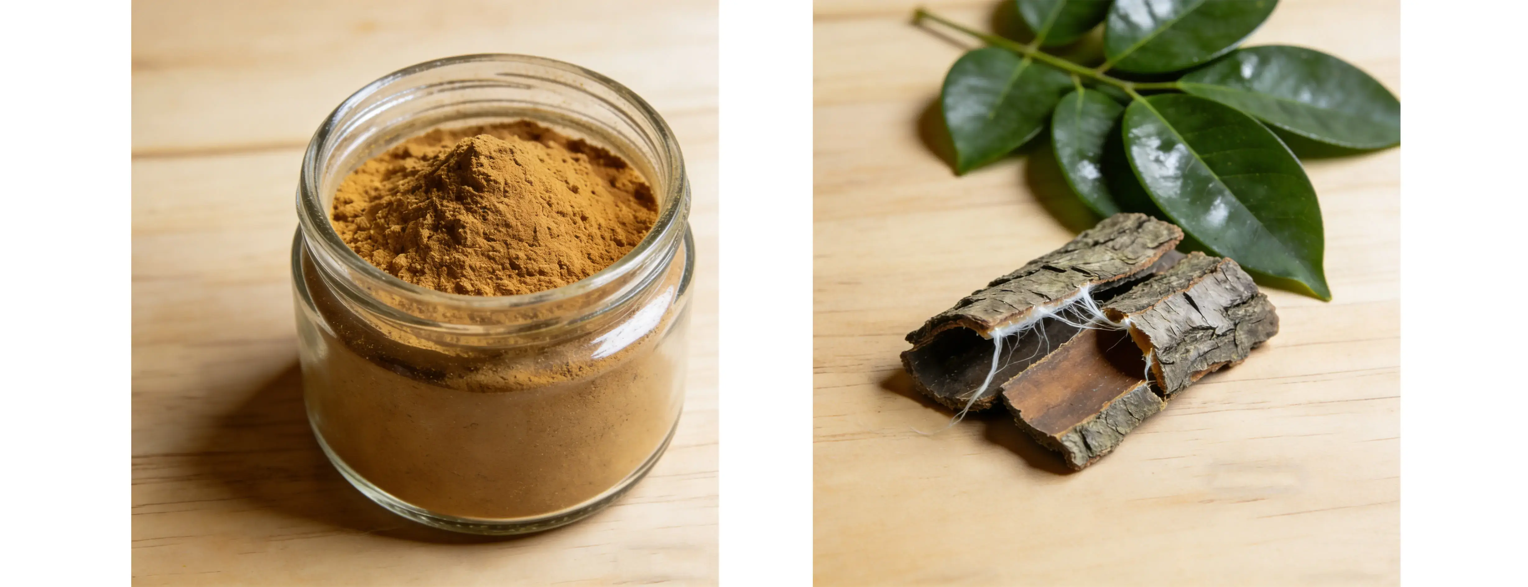 Eucommia Ulmoides Extract Eucommia Ulmoides Extract