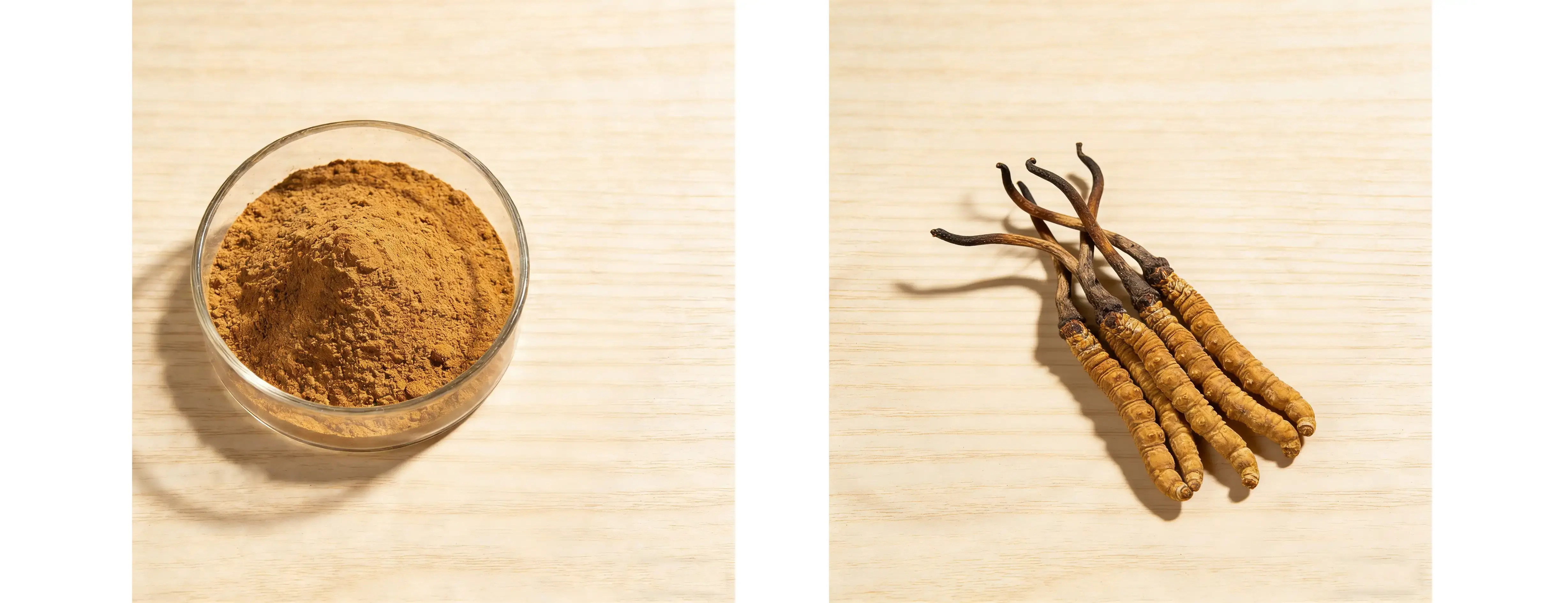Cordyceps Sinensis Extract Cordyceps Sinensis Extract