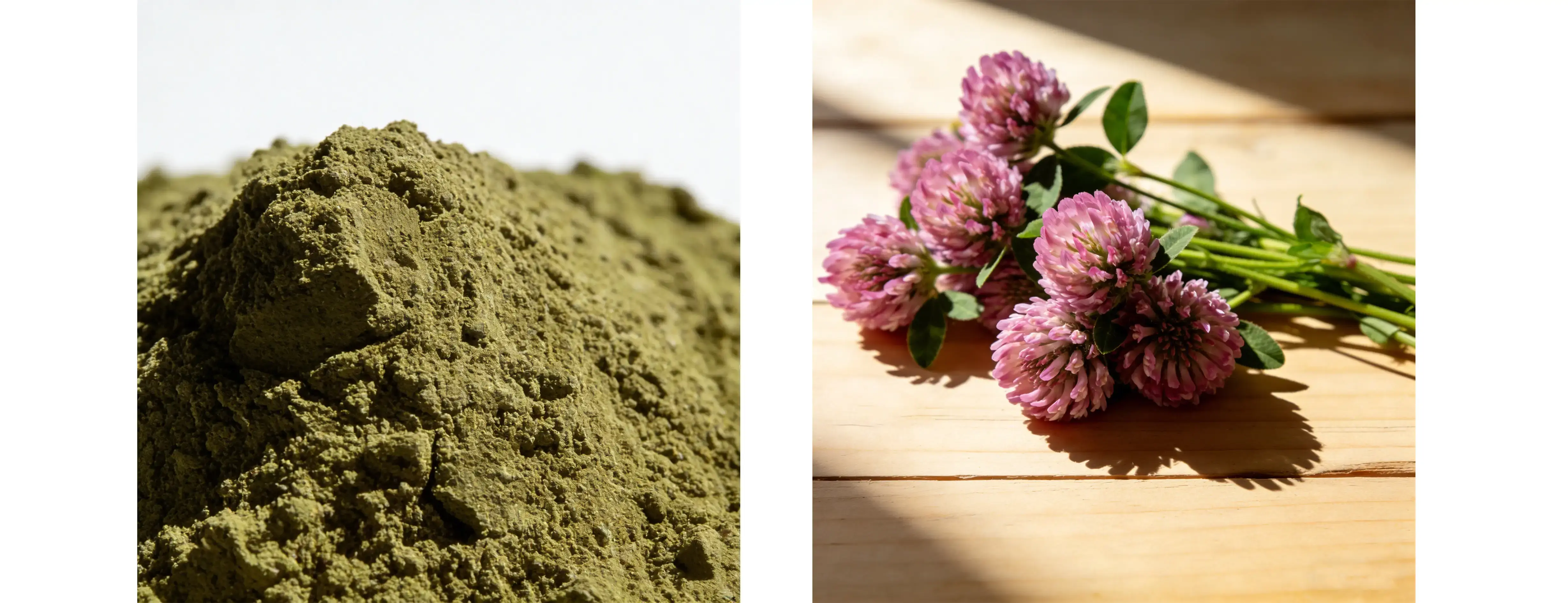Red Clover Extract Red Clover Extract