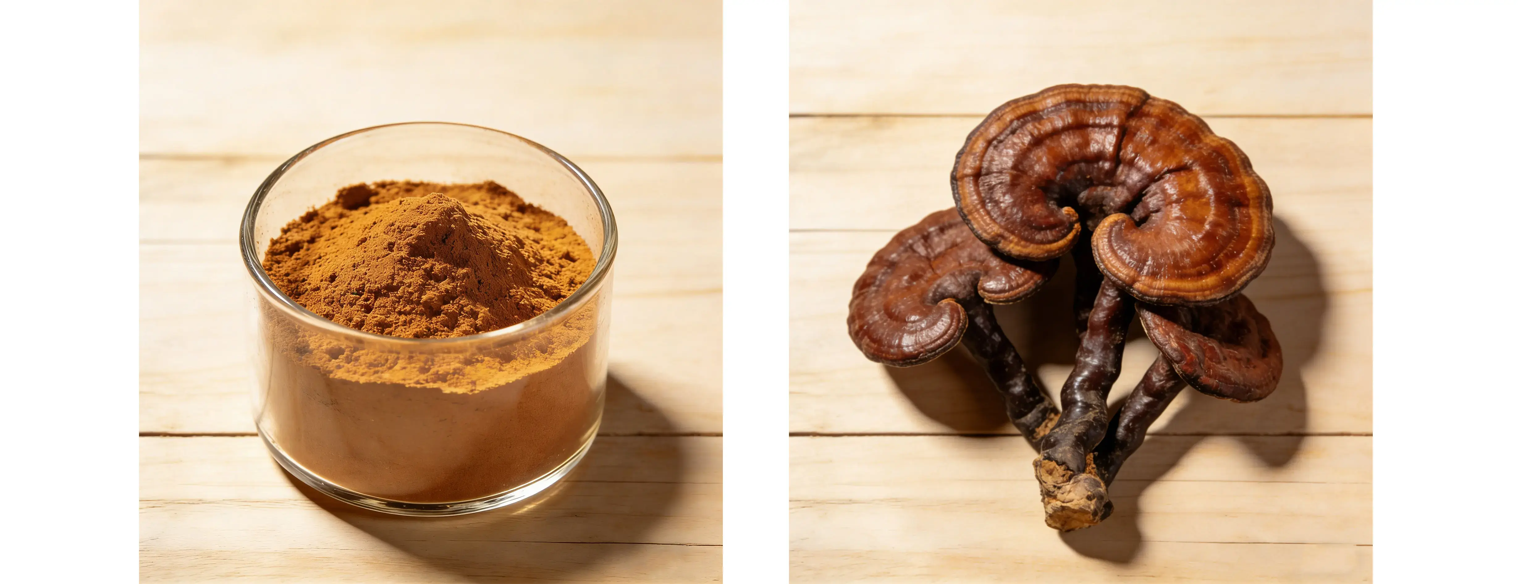 Reishi Mushroom  Extract