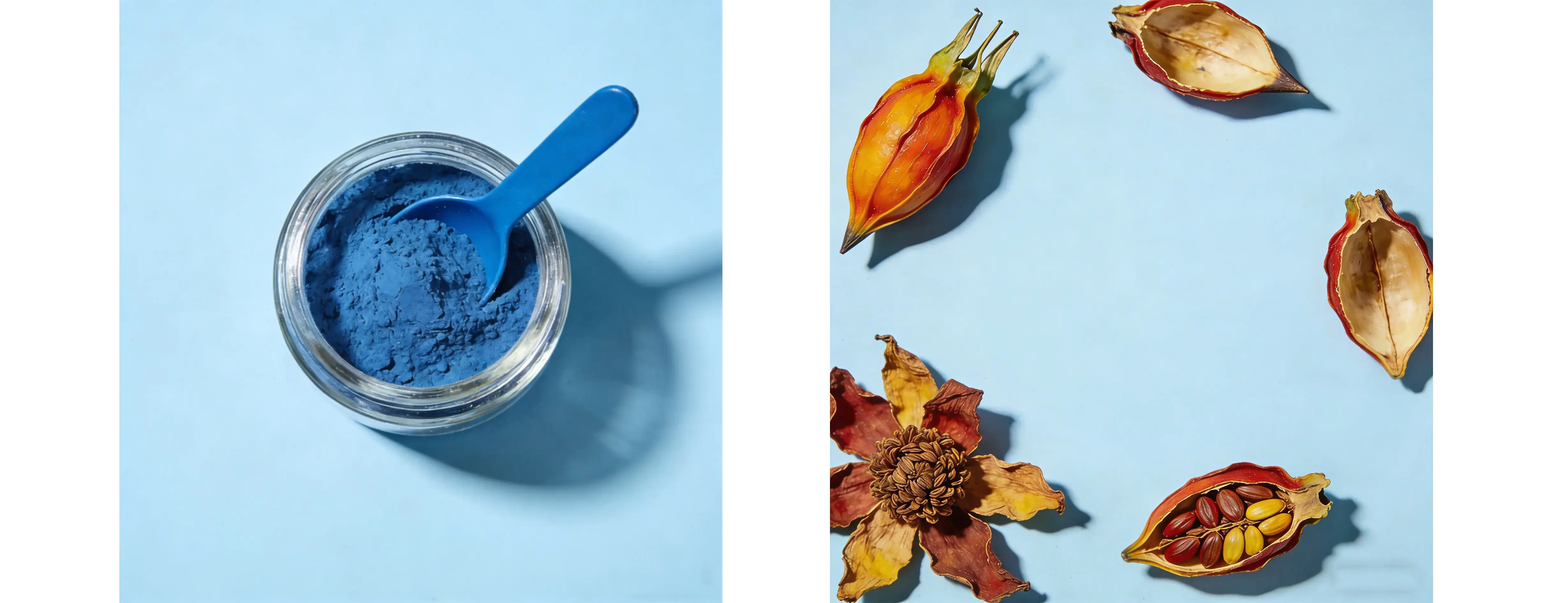 Gardenia Blue Gardenia Blue