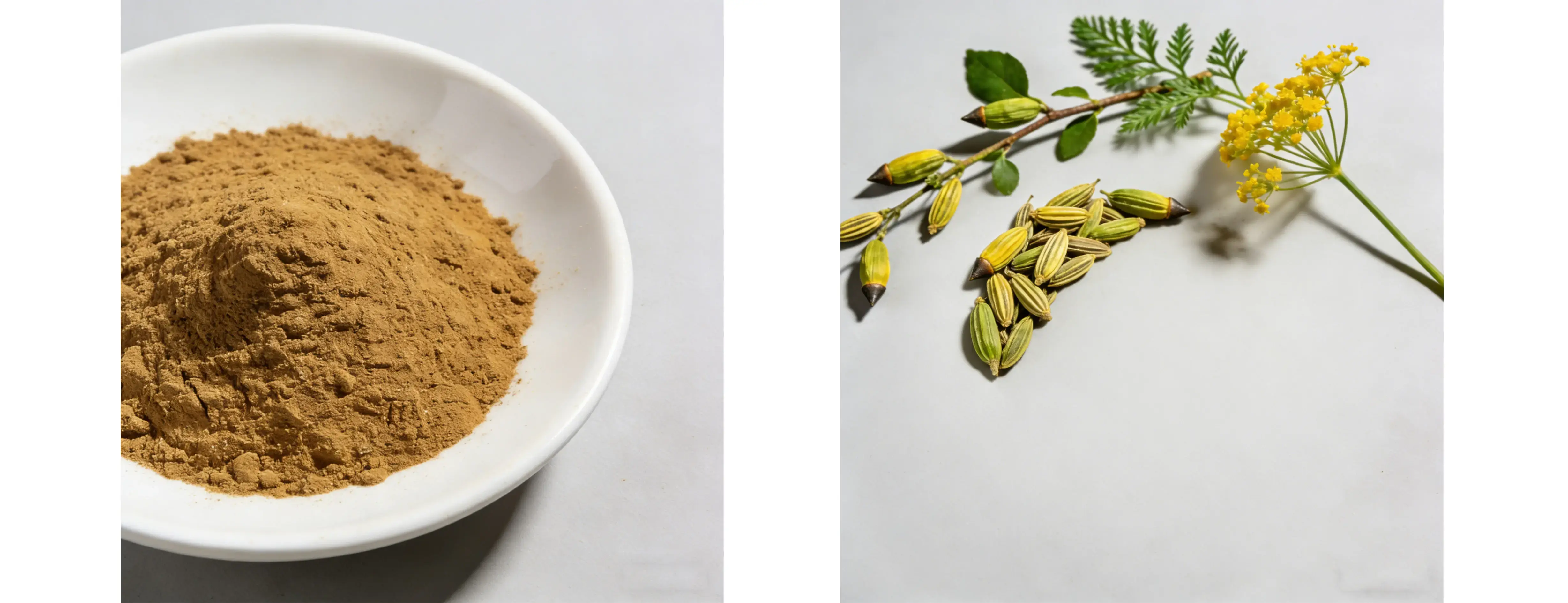 Fennel Extract