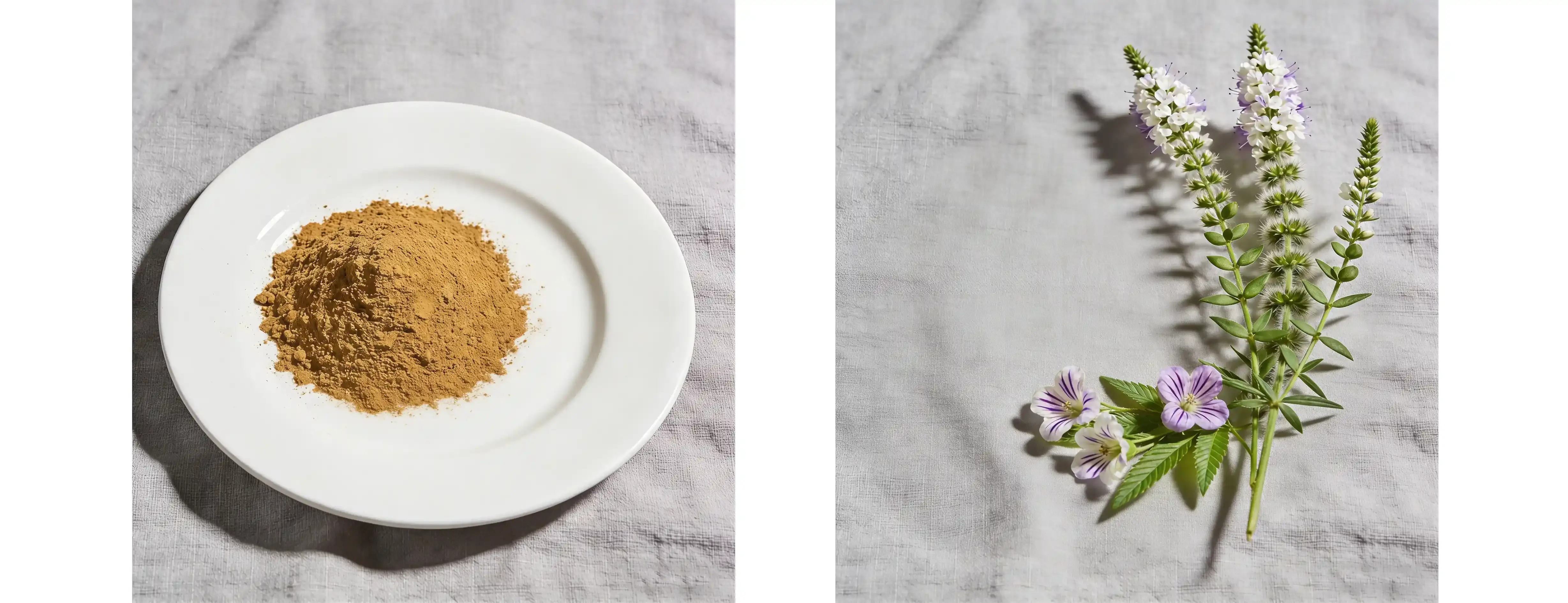 Eyebright Extract Eyebright Extract