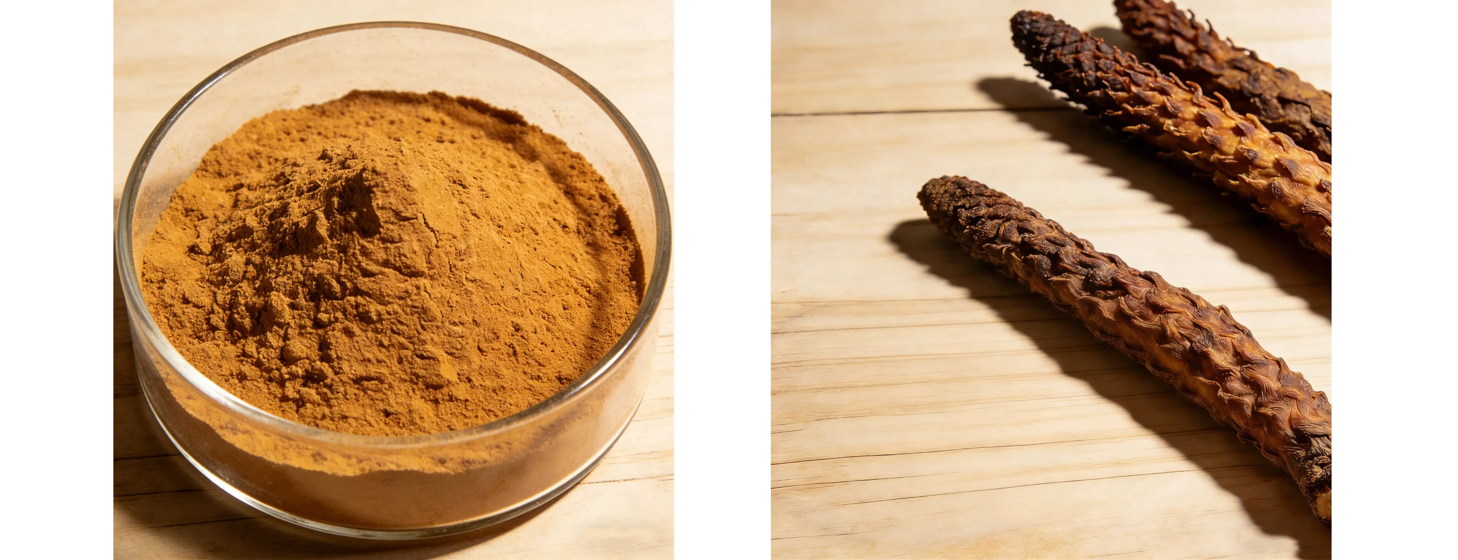 Cistanche Tubulosa Extract Cistanche Tubulosa Extract