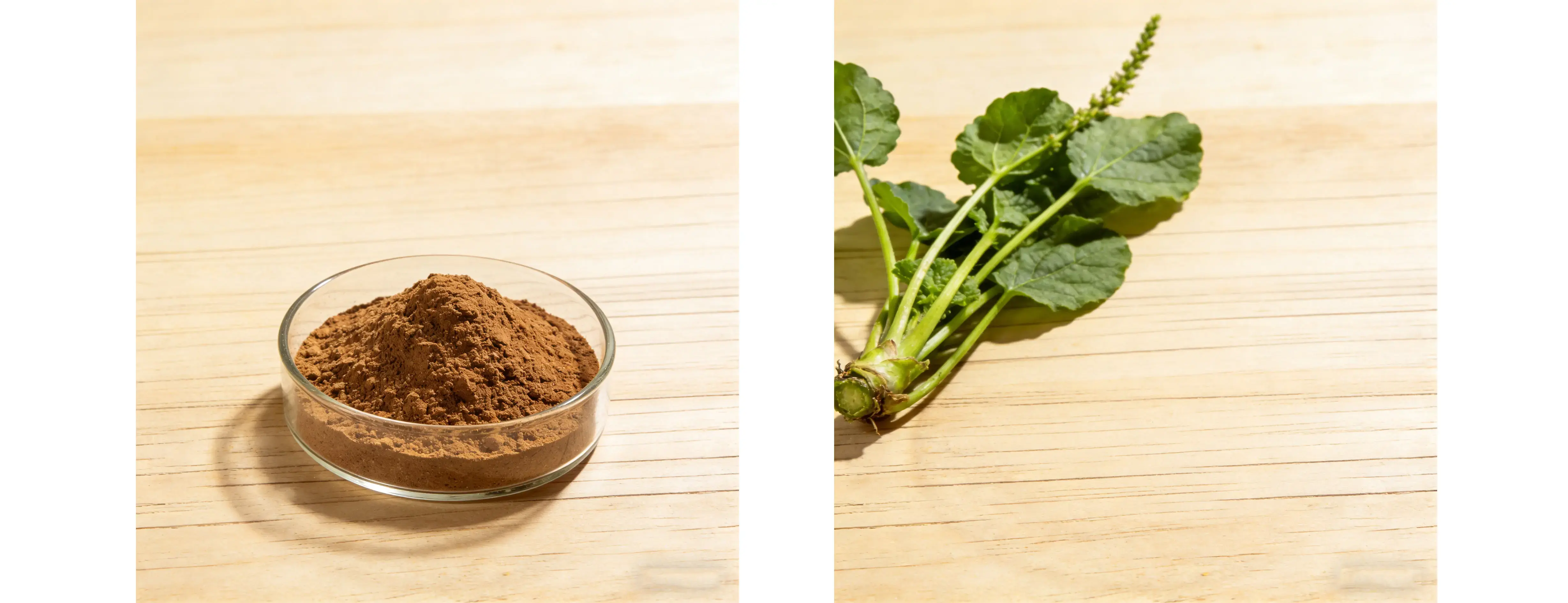 Coleus forskohlii Extract Coleus forskohlii Extract