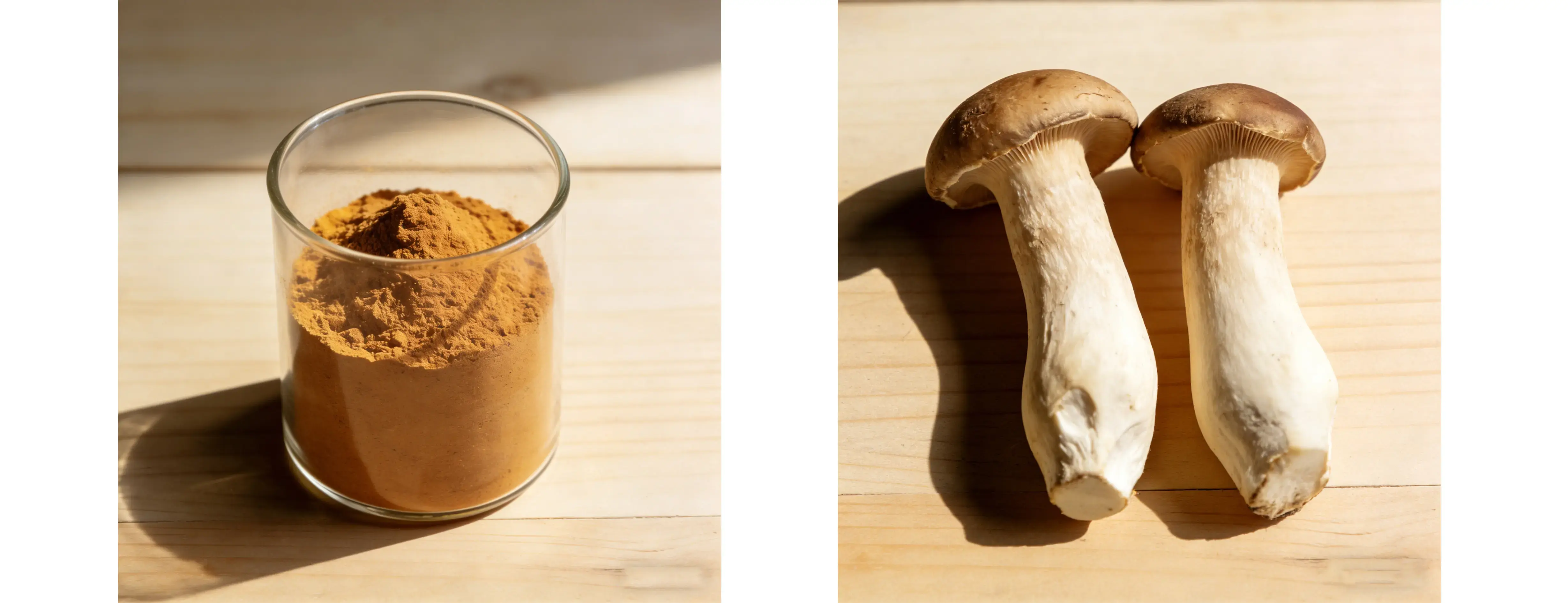 Coprinus Comatus Extract 
