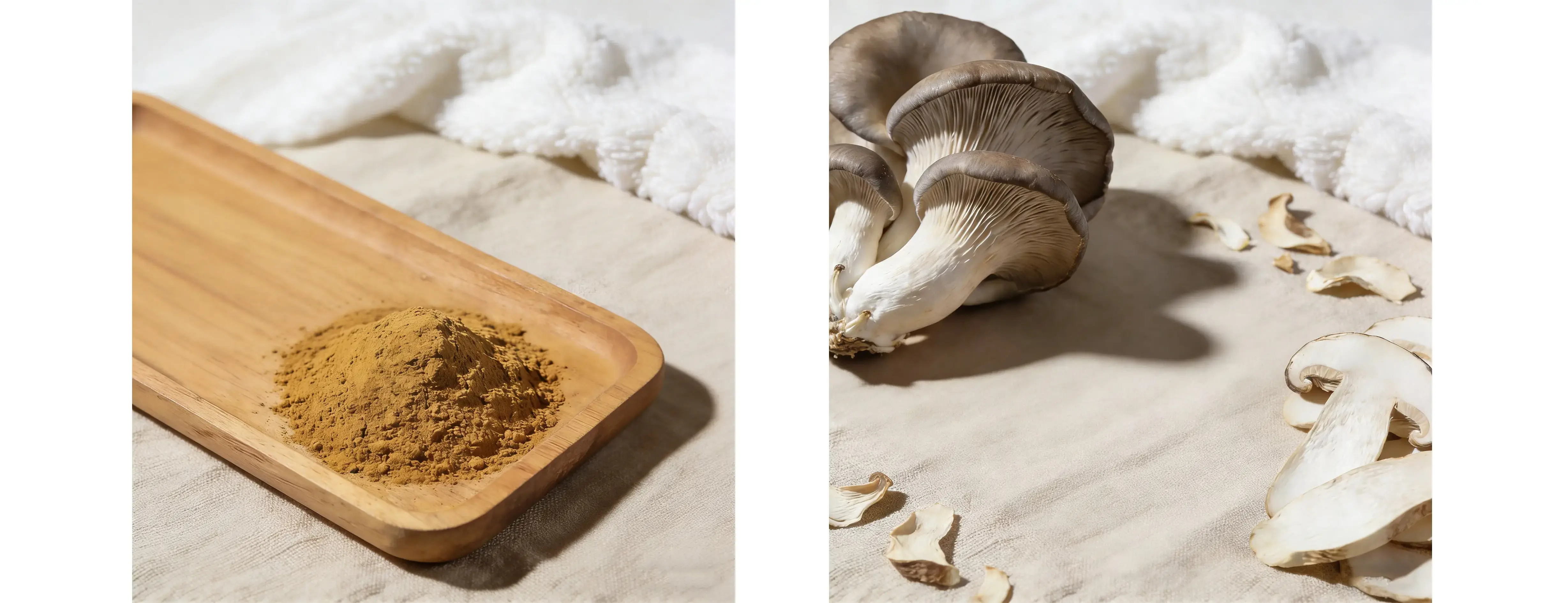 Oyster Mushroom Extract Oyster Mushroom Extract