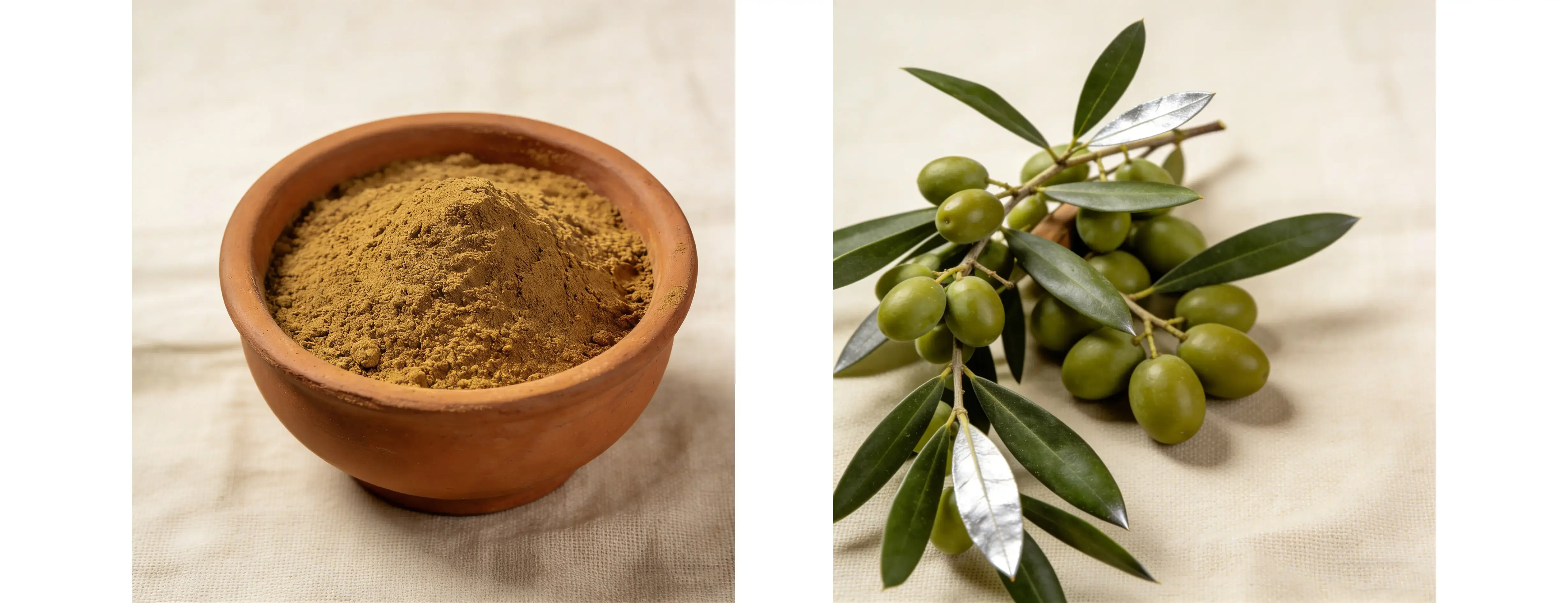 Olive Leaf Extract Olive Leaf Extract