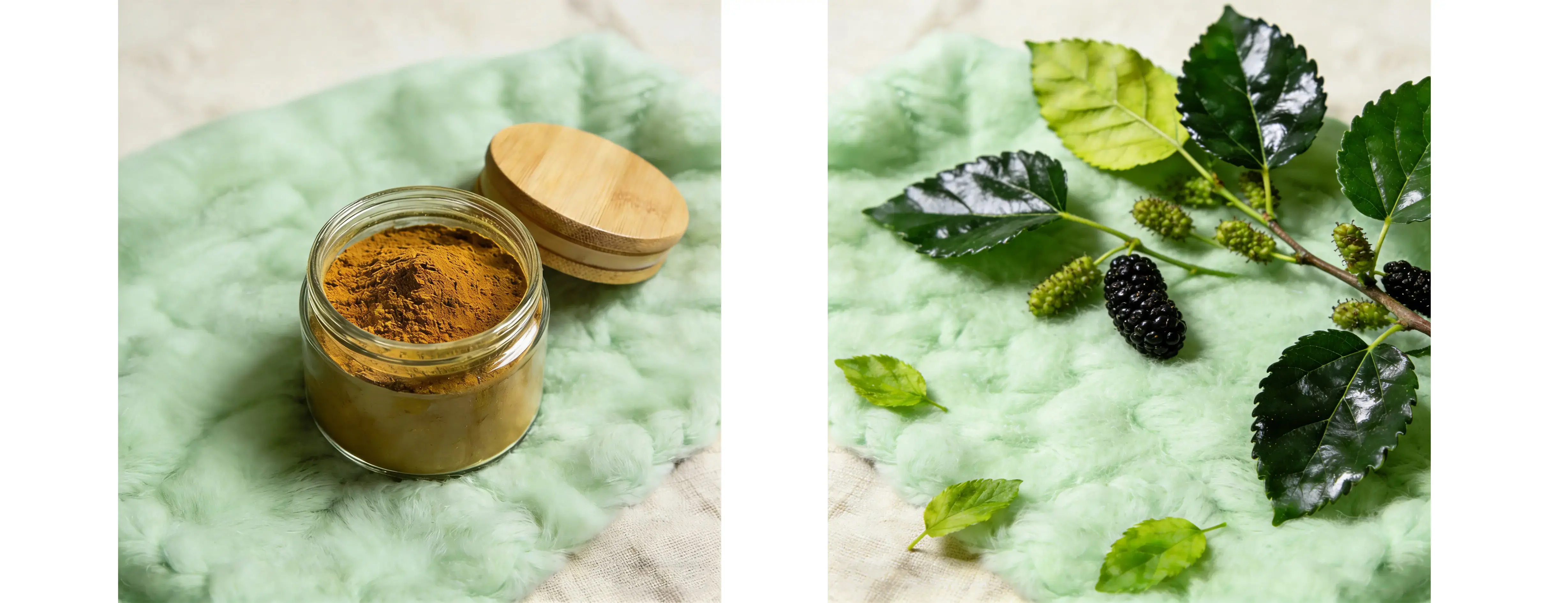 Mulberry Leaf Extract Mulberry Leaf Extract