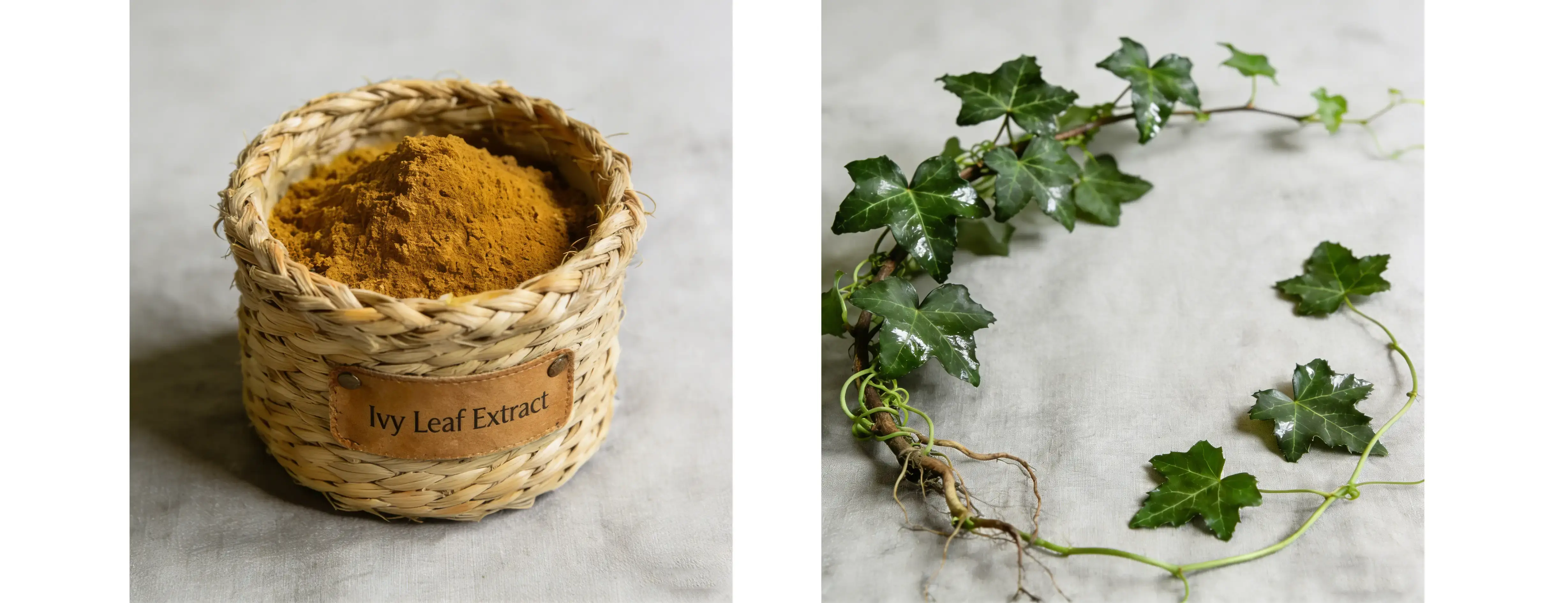 Ivy Leaf Extract Ivy Leaf Extract