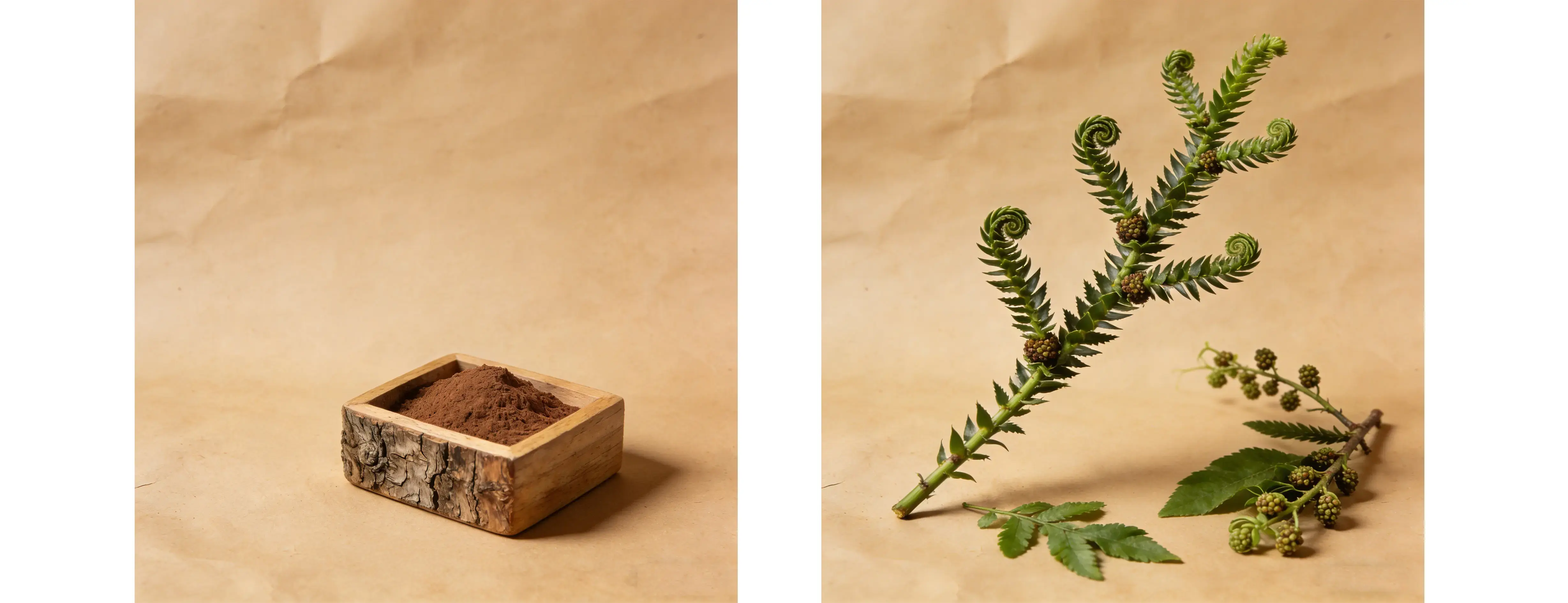 Huperzia Serrate Extract Huperzia Serrate Extract